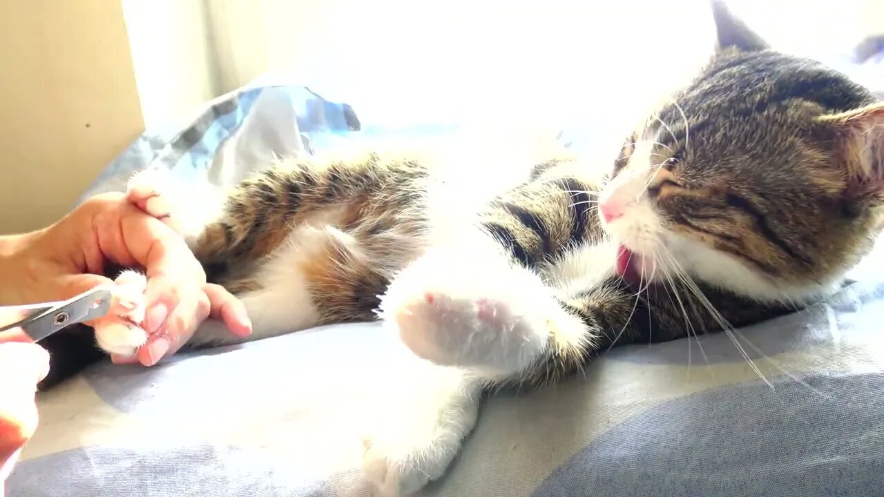 Purring Cat Gets His Claws Cut