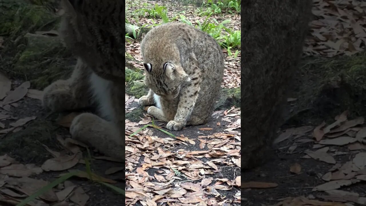 Shiloh Bobcat taking an after breakfast morning bath.