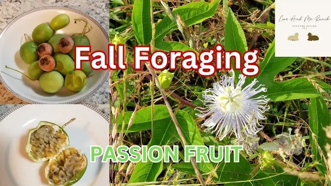 Passion Fruit Maypop Foraging