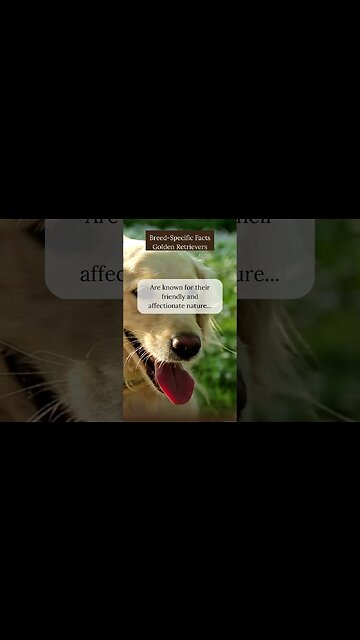 Surprising Facts about Golden Retrievers