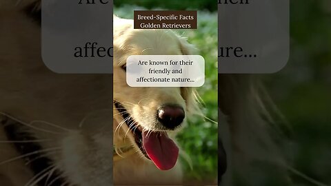 Surprising Facts about Golden Retrievers