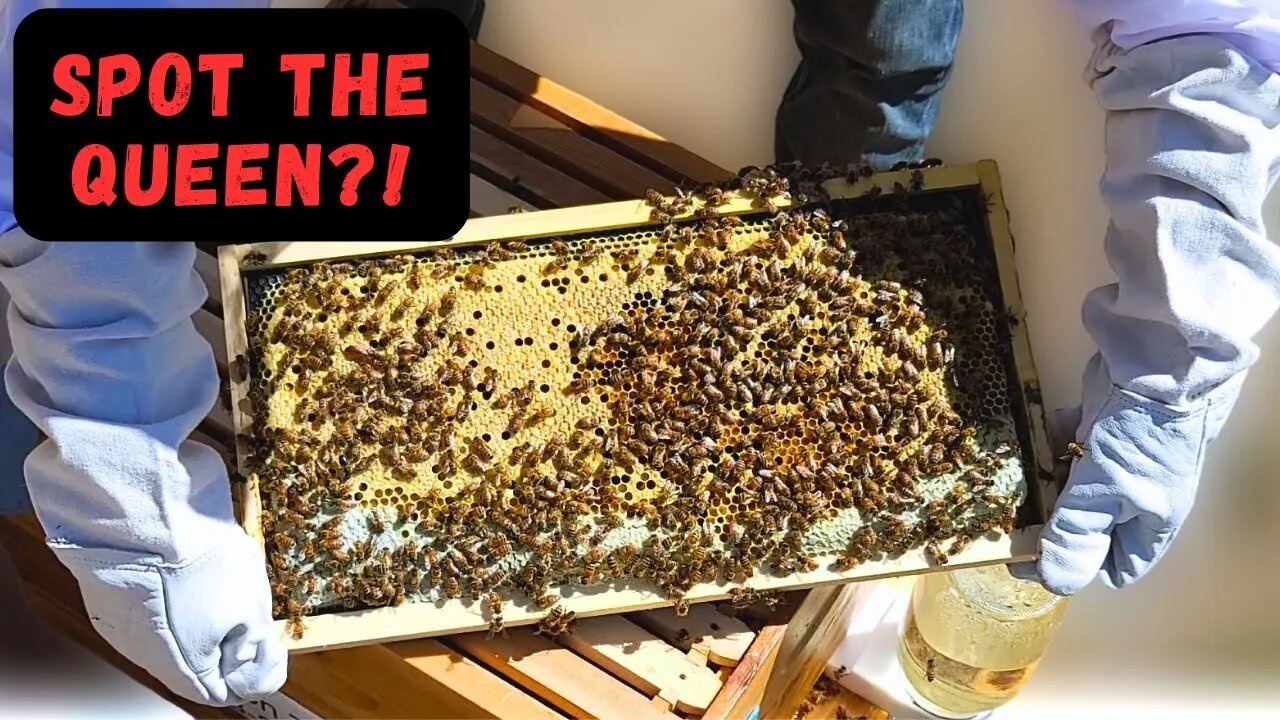 Quick Bee Update-Hive Progress Day 27-2023