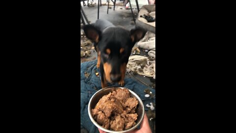 Hungry puppy