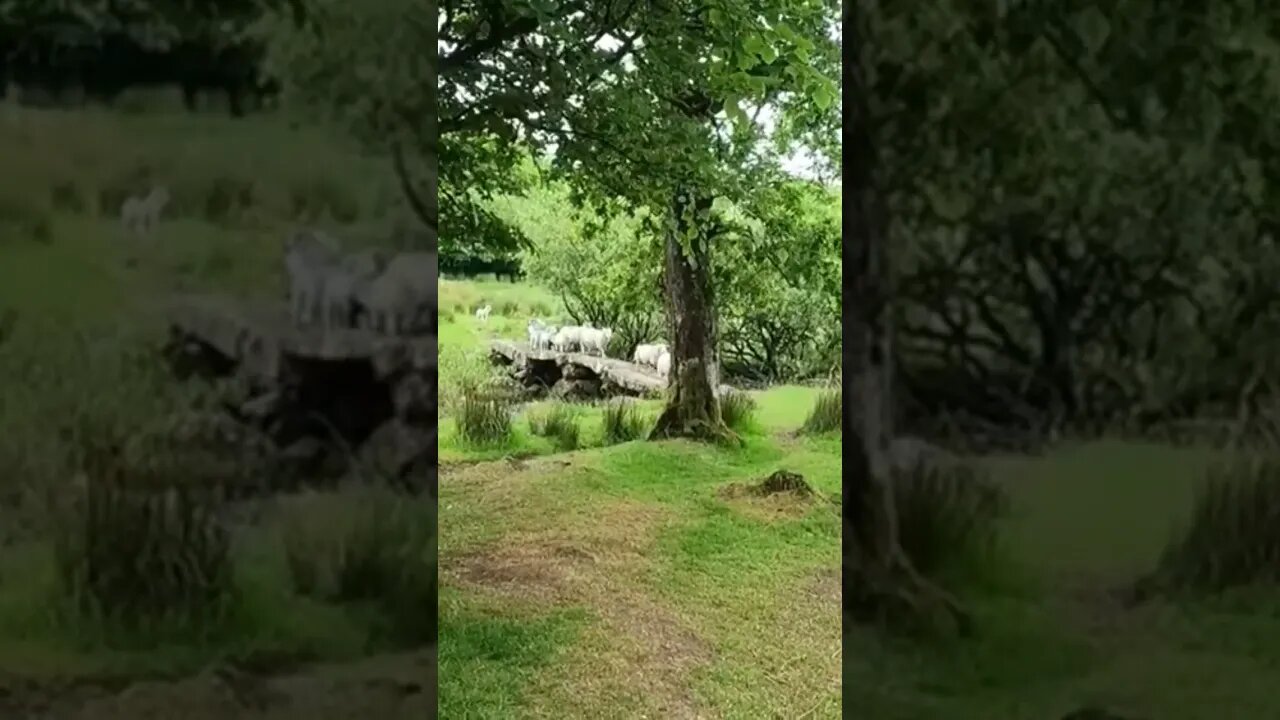 Sheep and lambs crossing a clapper bridge Dartmoor. June 2022
