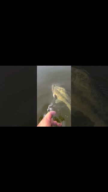 Slow motion fishing. #FinTherapy #fish #ticktok