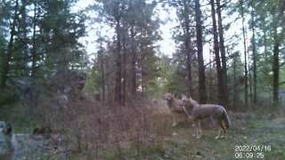 Coyotes