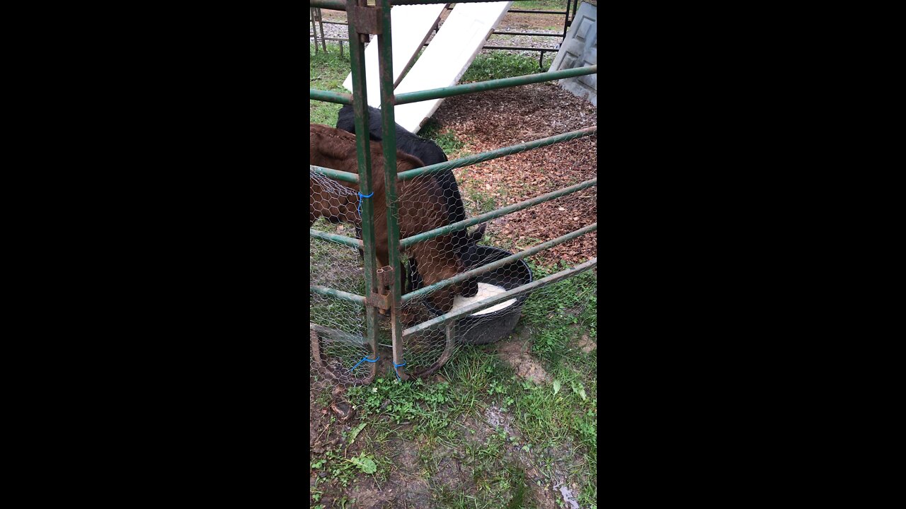 Bottle calves drinking milk out of a tub