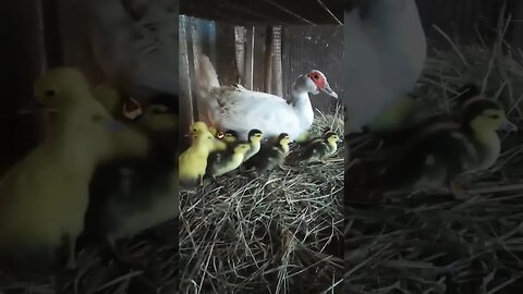 Muscovy Ducklings and their Mother duck 6th April 2023