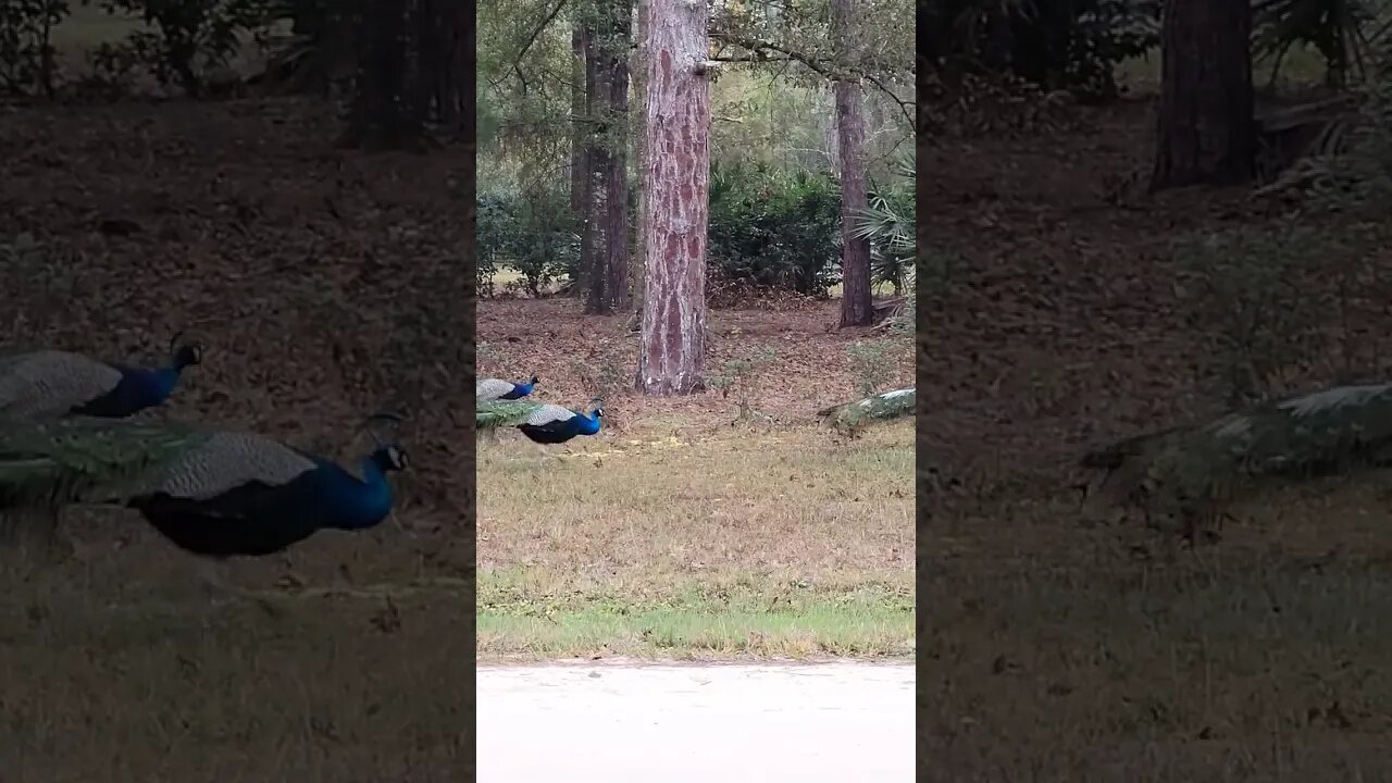 Peacocks in the wild in Palatka Florida January 4 2023 #railfanrob #peacock #palatka