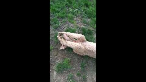 Poodle Tennis Ball Trick