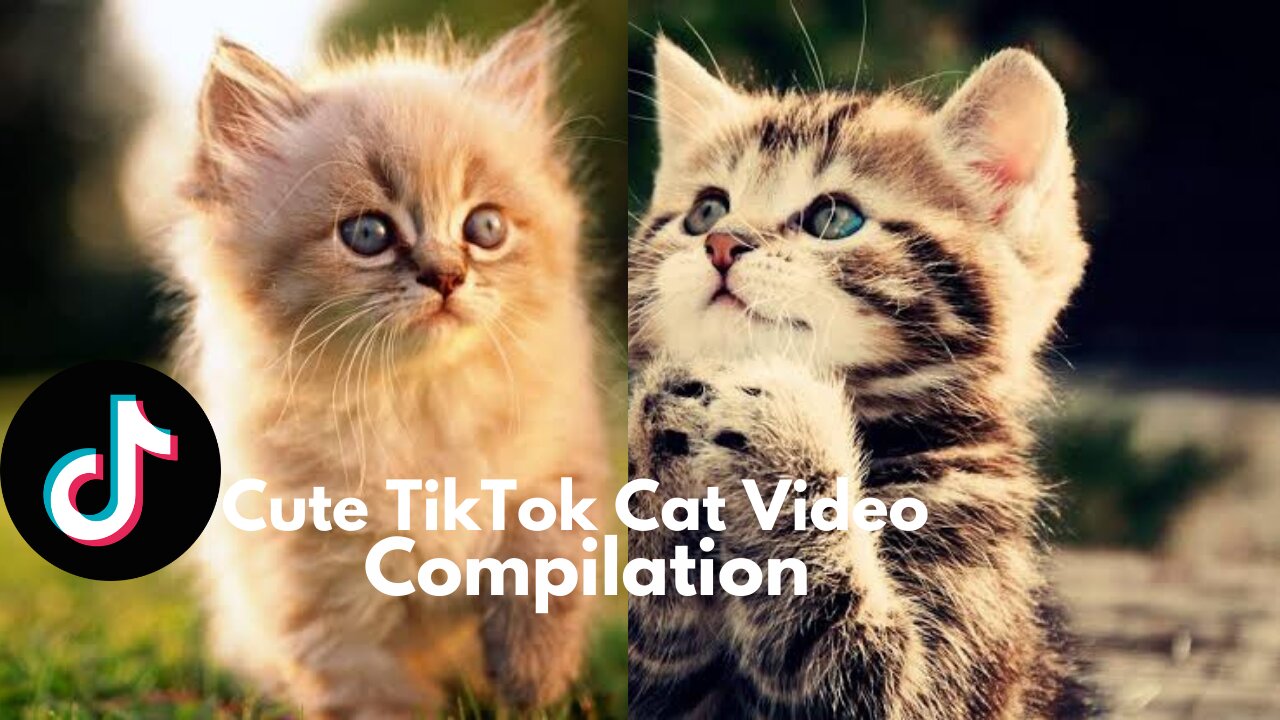 Absolutely Cute and Gorgeous Cat Videos