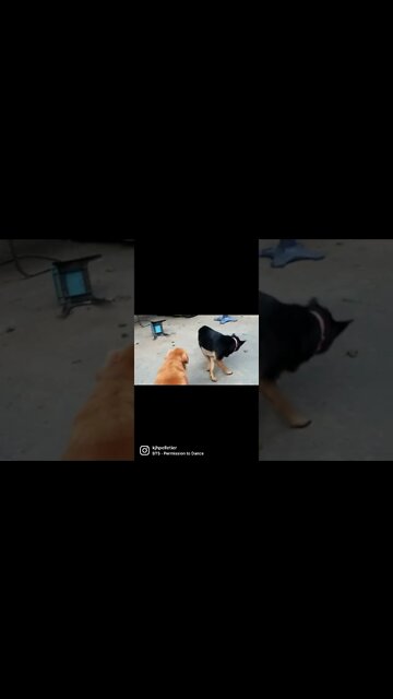 Fenway the GSD wants to dance