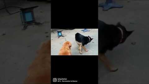 Fenway the GSD wants to dance