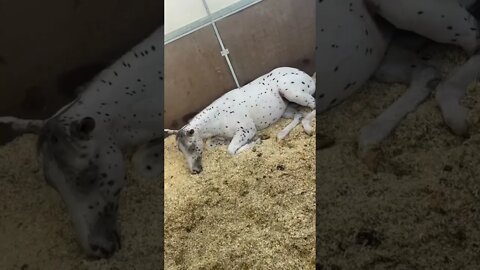 Horses sleeping at Fiera Cavalli Verona 2022