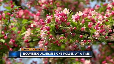 Greenfield allergist records his highest pollen count in 23 years