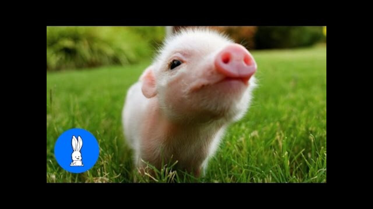 Cute Baby Micro Teacup Pig - BEST Compilation!