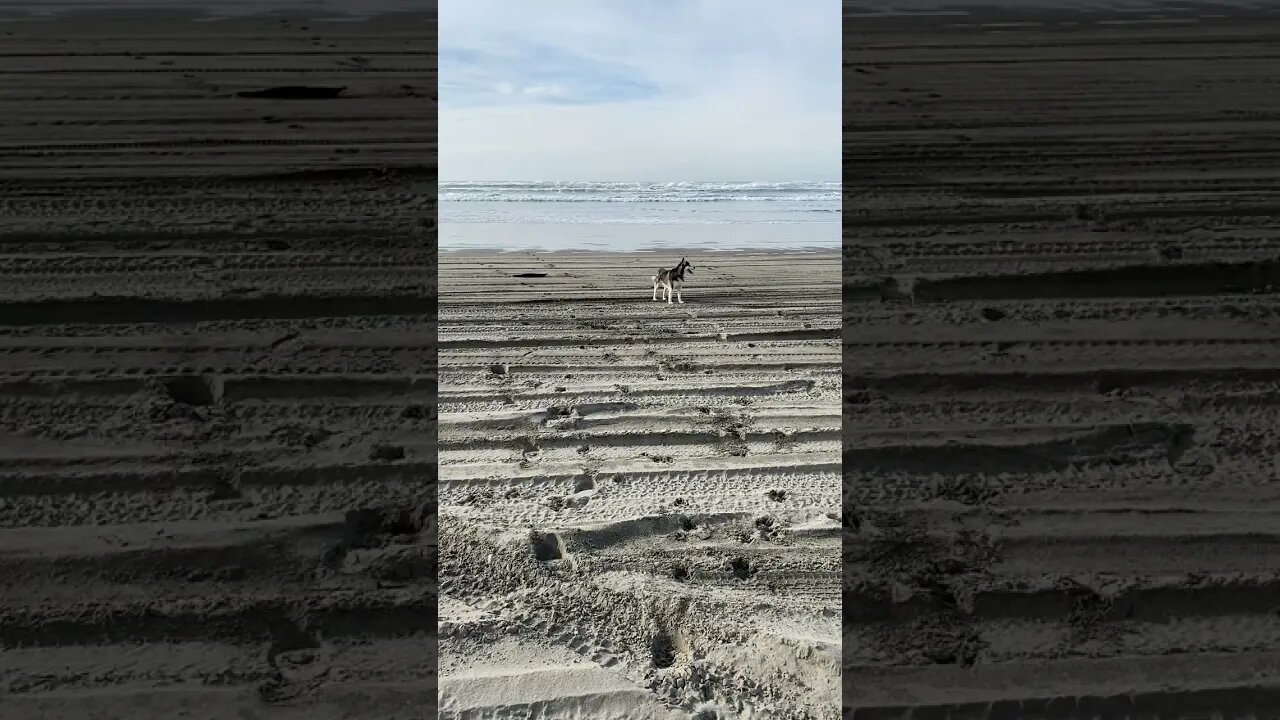 Big Beach, Little Dog #short #husky