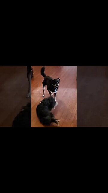 My #Cute #Dogs Playing #shorts