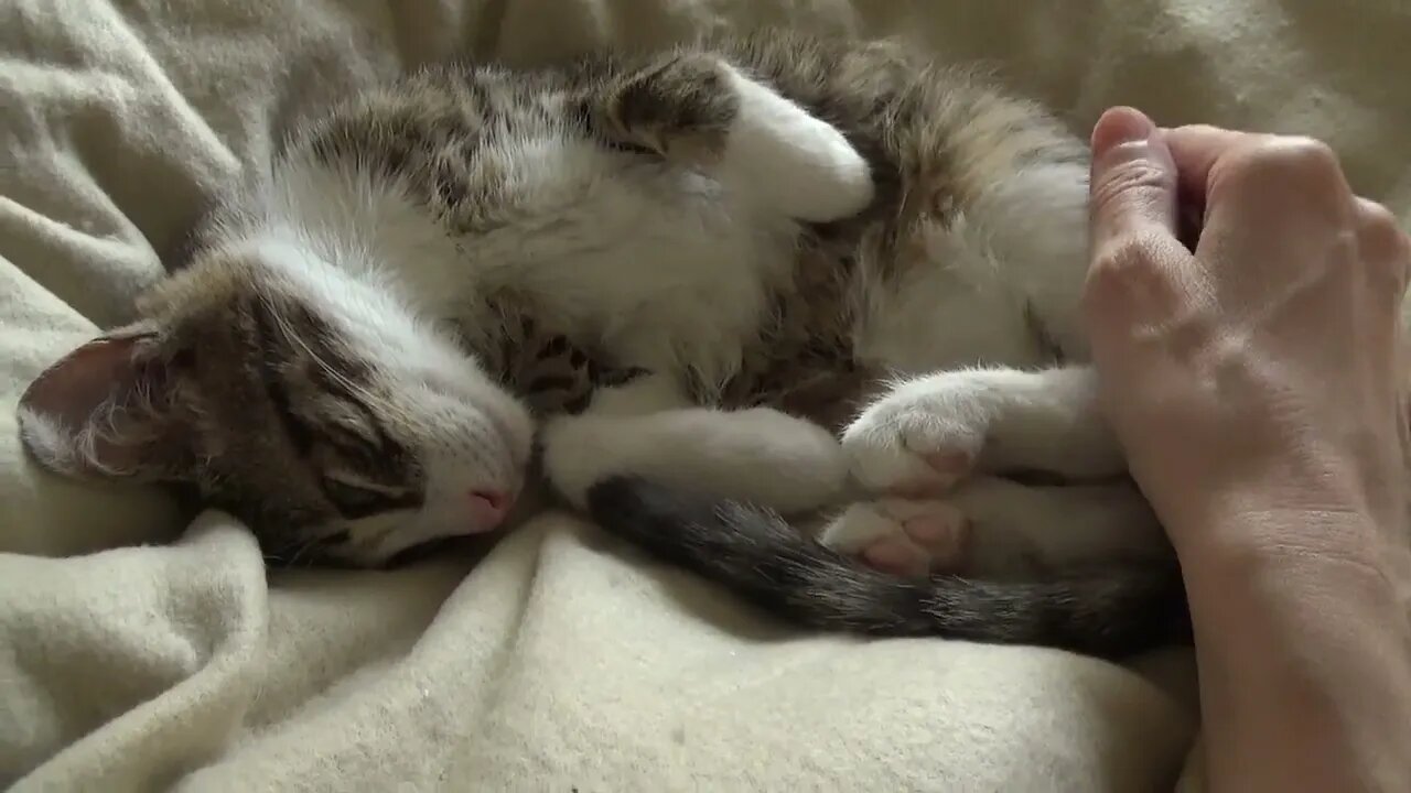 Small Cat Shows His Belly and Purrs