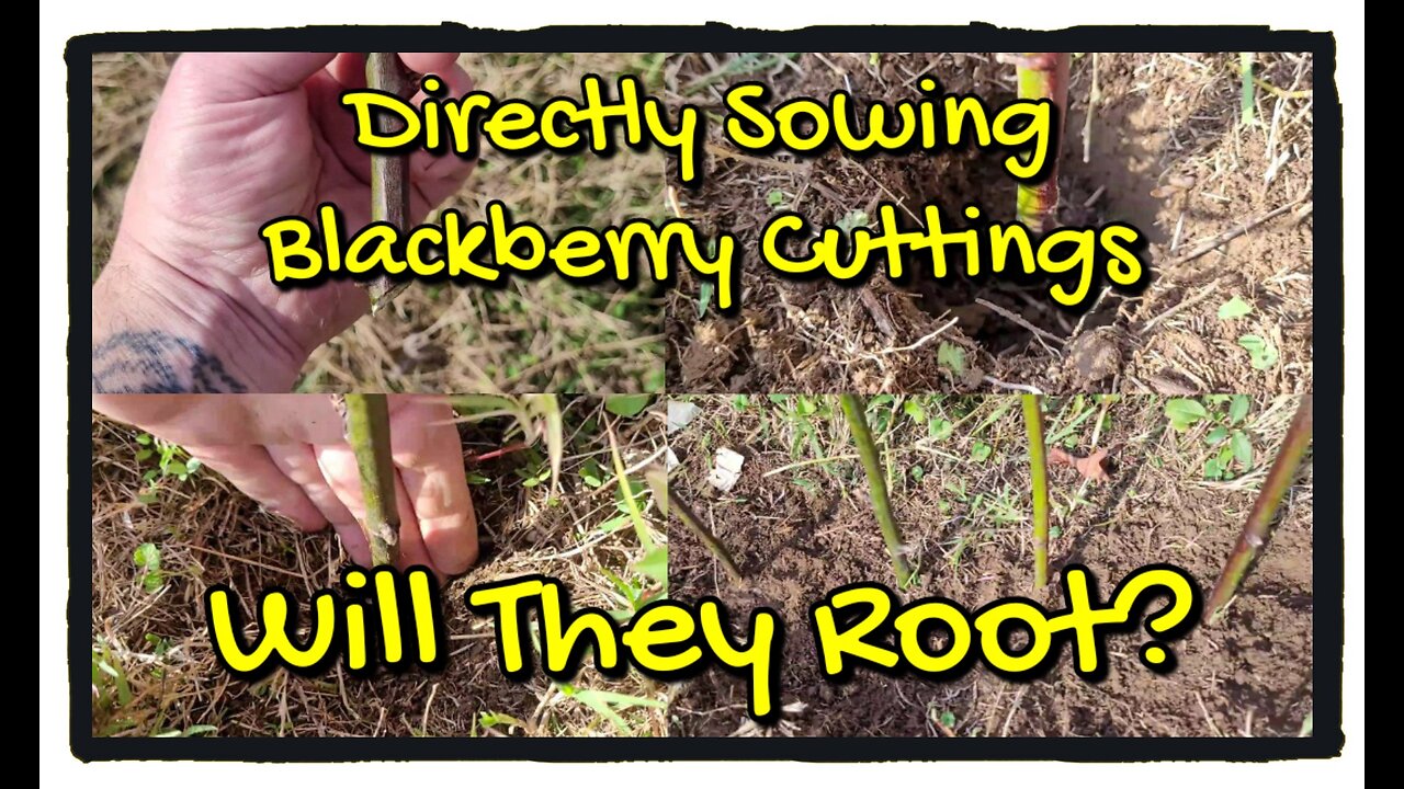 Will They Root? Direct Sowing Blackberry Cuttings