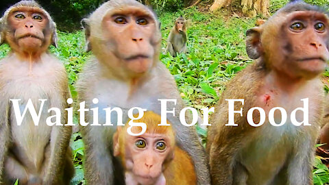 A Group Of Monkeys Beg A woman some fruit