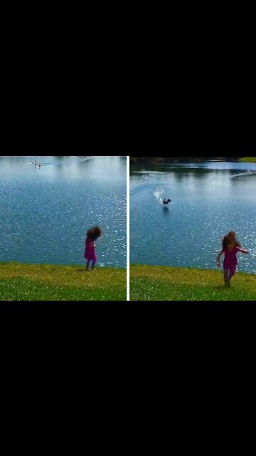 Child runs away afraid of geese going after her