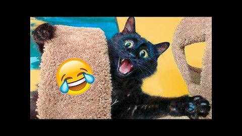 Funny Cats And Dogs Videos Funniest Animal Videos 2021