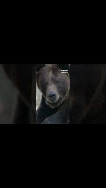 Silverback Gorilla vs Grizzly Bear | Part.02