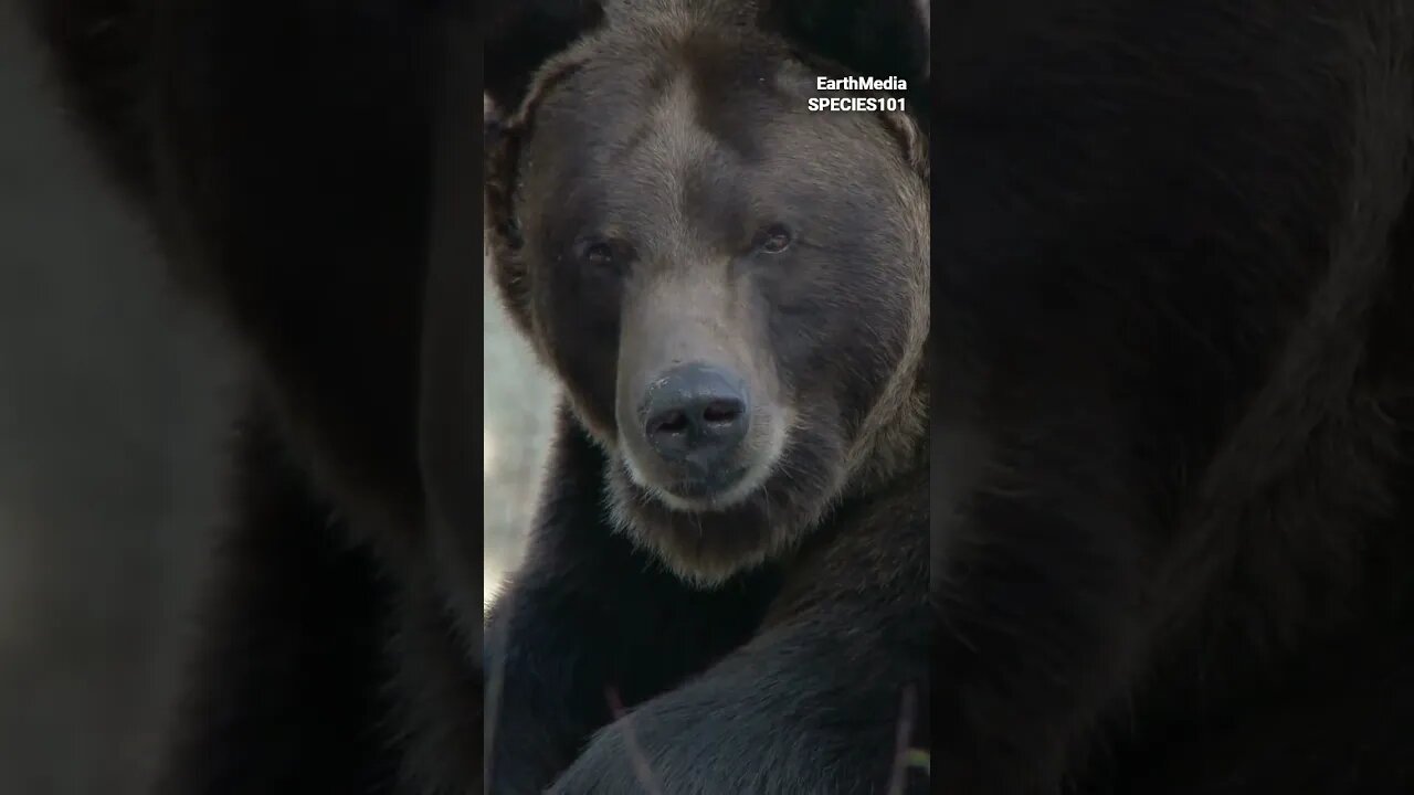 Silverback Gorilla vs Grizzly Bear | Part.02