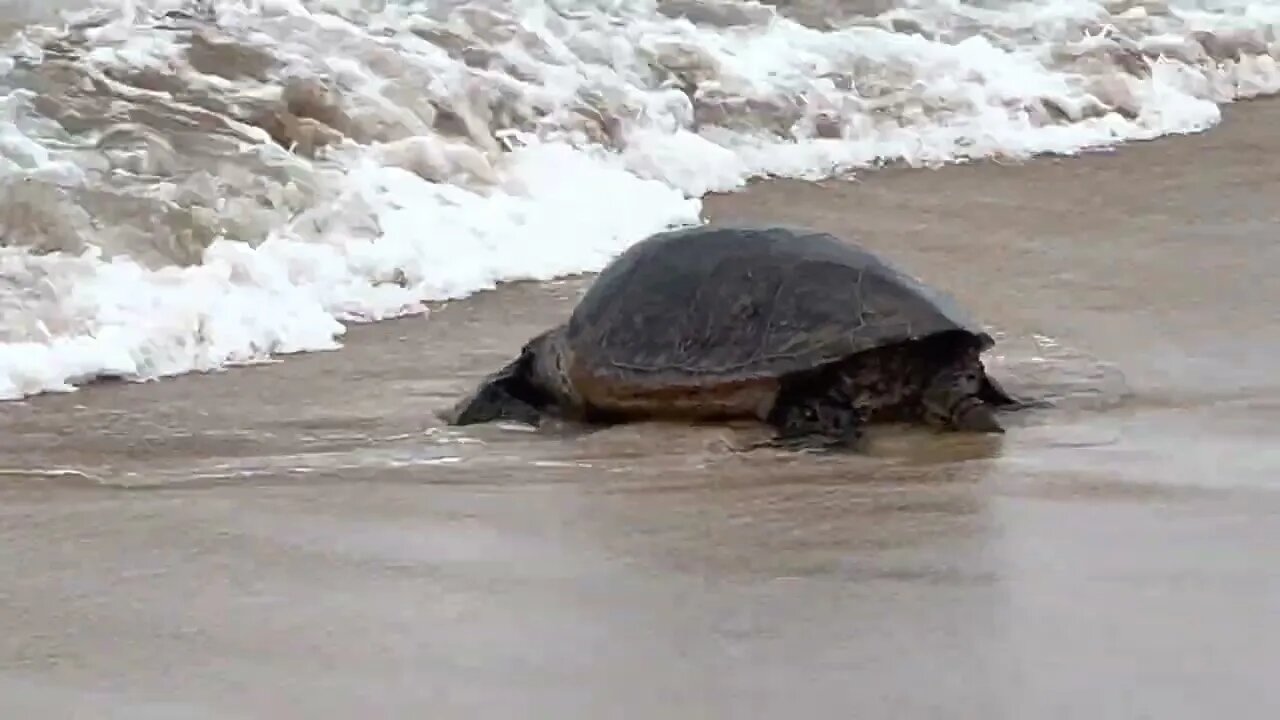 Green Sea Turtles Honu, Hawaii