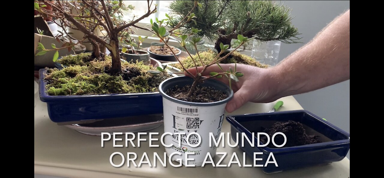 Quick Potting Perfecto Mundo Orange Azalea