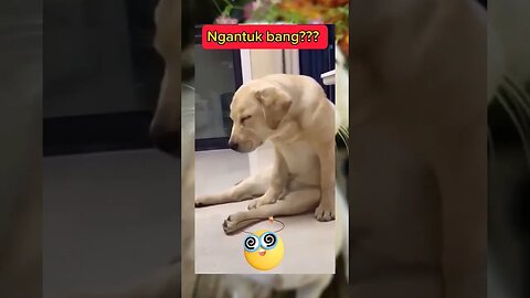 ngantuk sangat bang #anjing #hewanlucu #funnyanimals