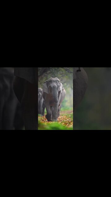 🐘hathi raja | hathi raja kahan chale🐘#trending #viral #viralsorts #shortfeed #tiktok #sorts #money