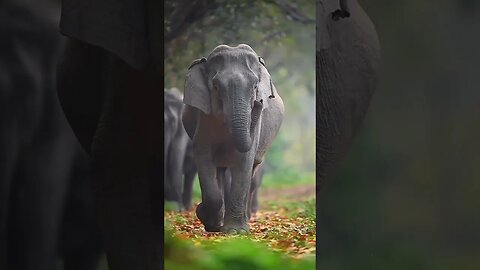 🐘hathi raja | hathi raja kahan chale🐘#trending #viral #viralsorts #shortfeed #tiktok #sorts #money