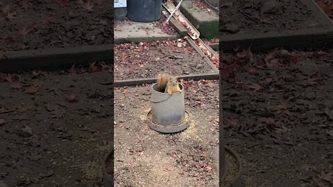 Cute squirrel stealing chicken food ||Cute squirrel|| #shorts