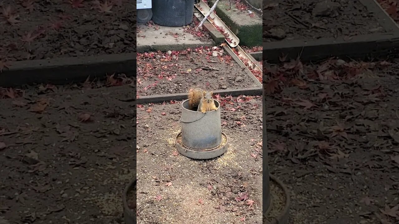 Cute squirrel stealing chicken food ||Cute squirrel|| #shorts