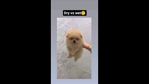 dry vs wet cat and dogs😂