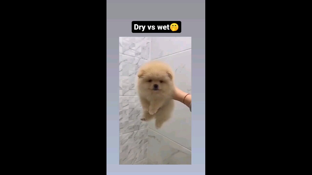 dry vs wet cat and dogs😂