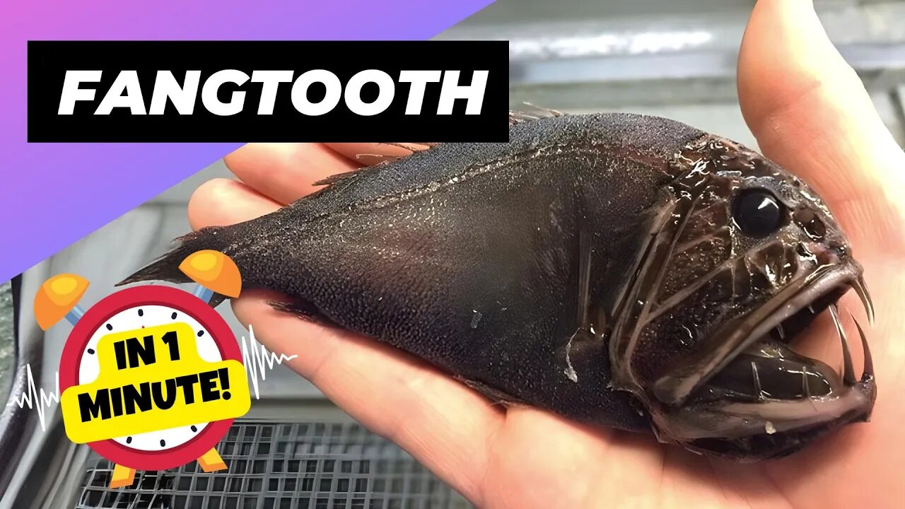 Fangtooth - In 1 Minute! 🐟 The Dark Secret of Ocean Depths! | 1 Minute Animals