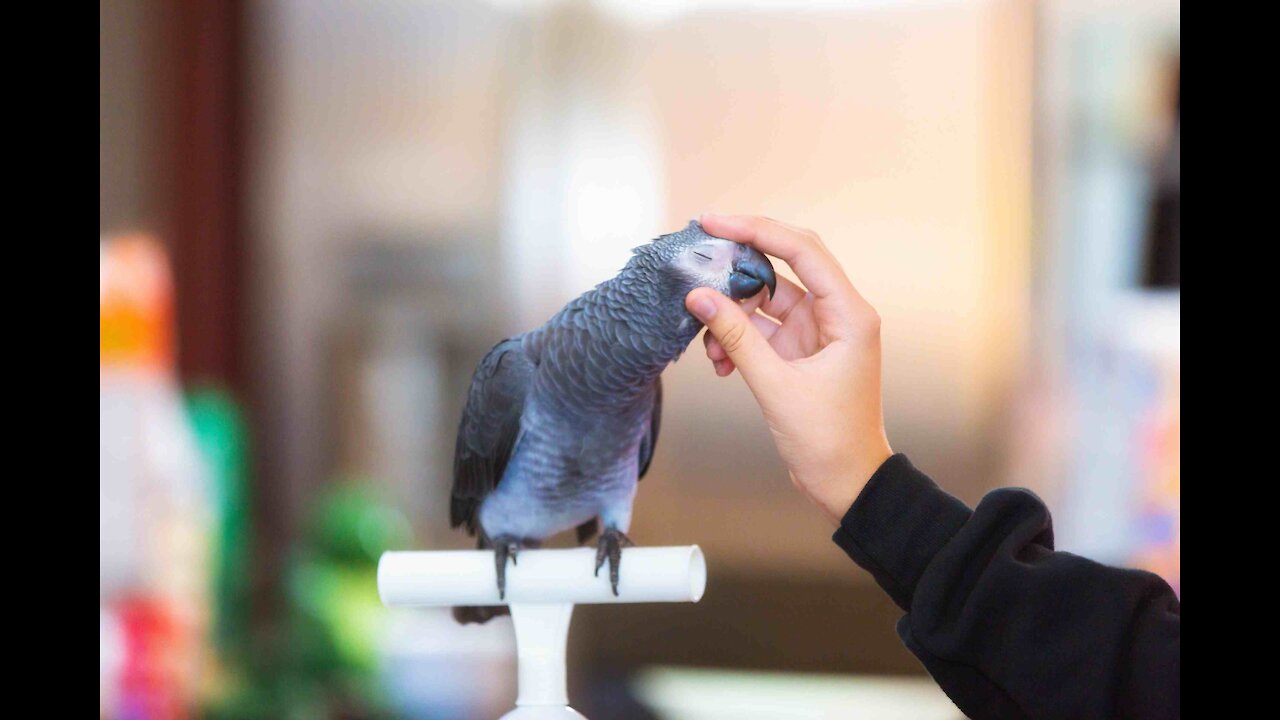 How To Tame Your Bird and Form Trust