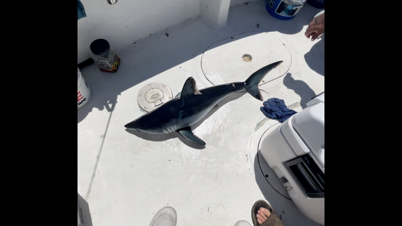 “What is it, a Big Stripper, Large Codfish or Door Matt Fluke? Nope, a Juvenile Mako!”