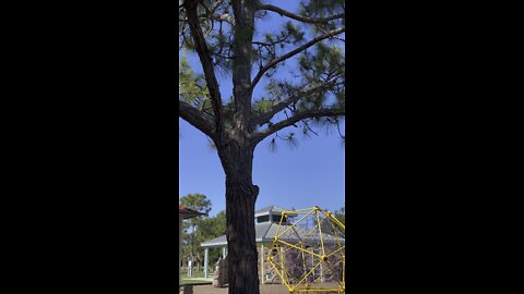 Red Billed Woodpeckers #4k #Woodpecker #RedBilledWoodpecker