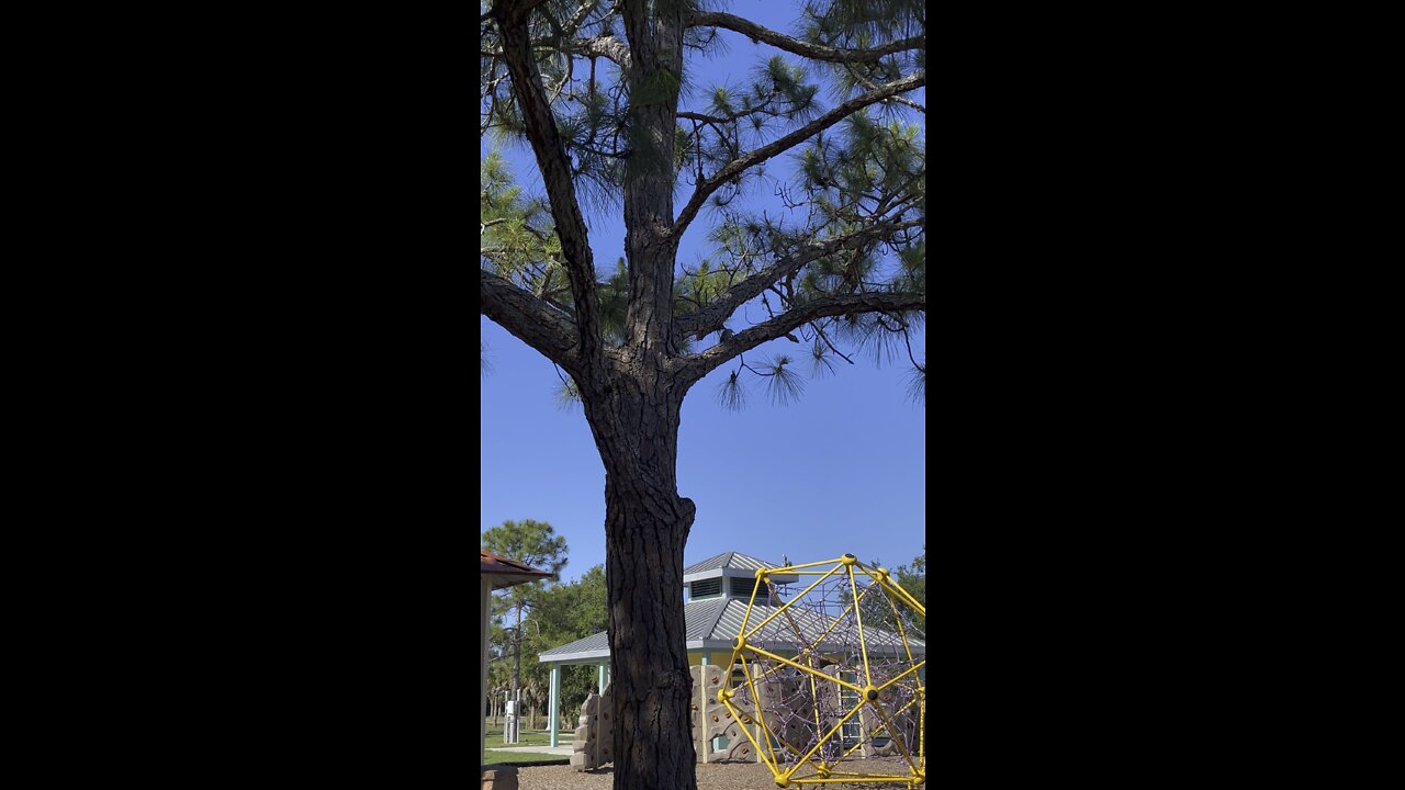 Red Billed Woodpeckers #4k #Woodpecker #RedBilledWoodpecker