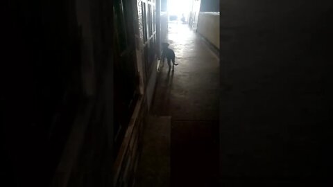 Dog outside the doorway