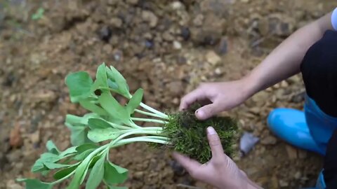 Making Gourd Containers with Self Grown Gourds 5