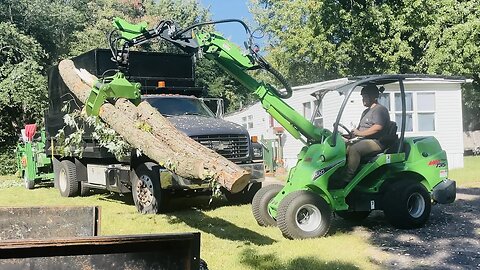 Maple Tree Removal - A Great Way to Start the Day