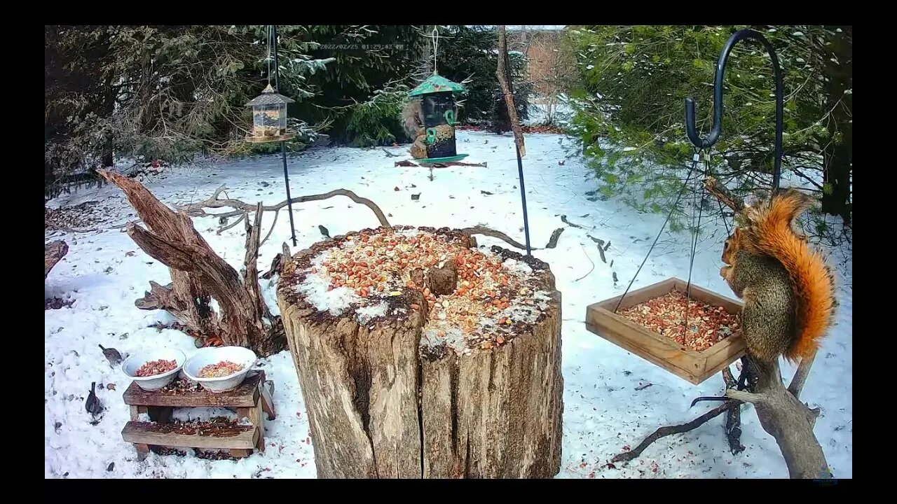 20 Minutes of a Variety of Squirrels and Birds in Winter