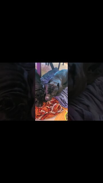 My velcro pups on a rainy day