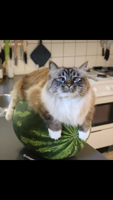 You want to cuddle, but you can't afford it