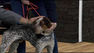 Idaho Humane Society stops by GMI